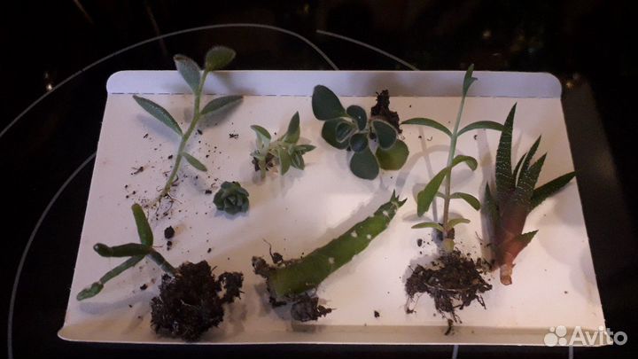 Суккуленты#кактусы#эчеверия