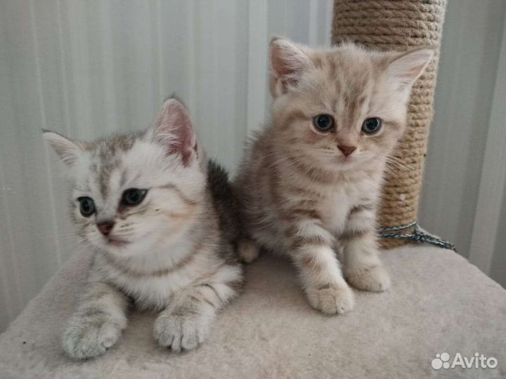 Продам шотландских котят