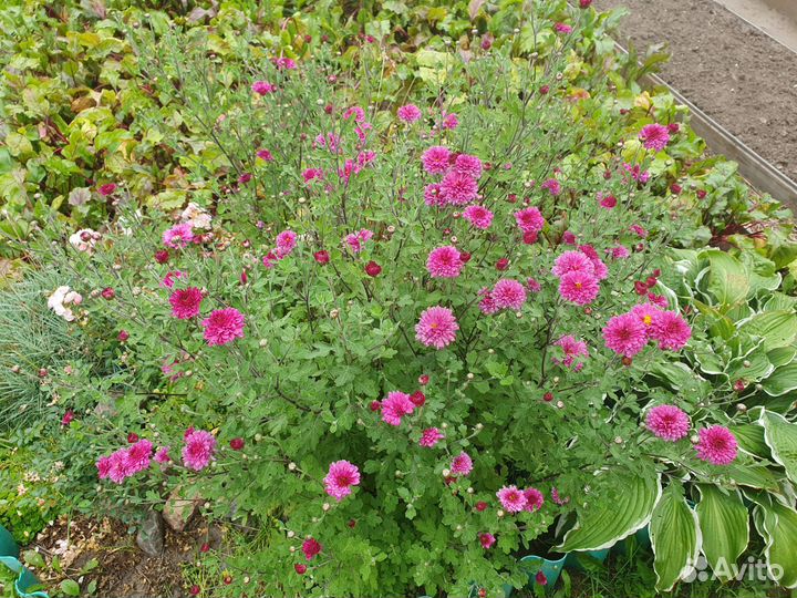 Хризантема Букет