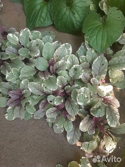 Живучка ползучая