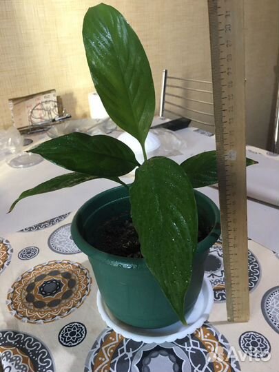 Спатифиллум