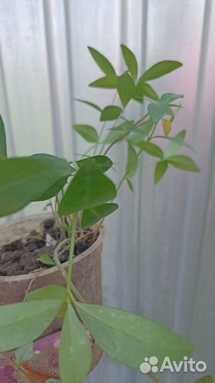 Садовые многолетники