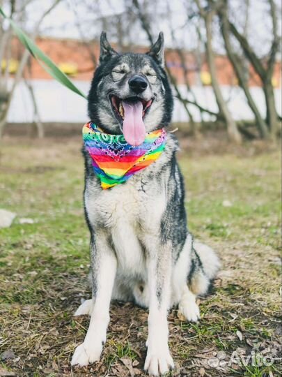 Лайка Гром из приюта в дар