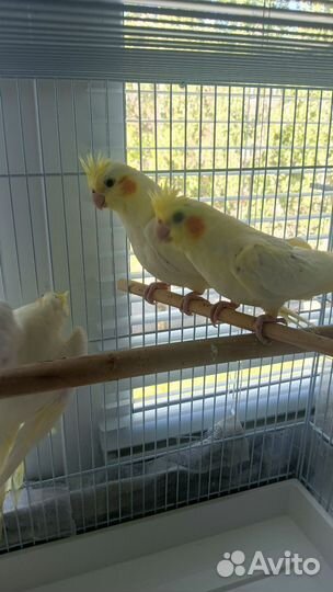 Попугай корелла птенец