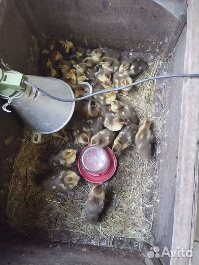 Мускусные индоутята