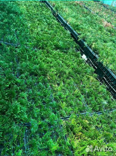 Саженцы туи оптом