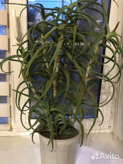 Цветок алоэ