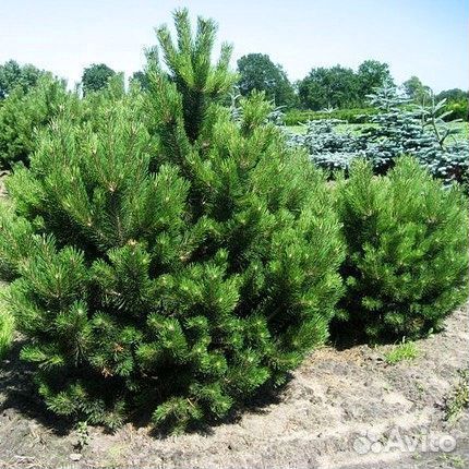 Высокая сосна на участок