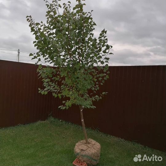 Саженцы, плодовые крупномеры 4, 6, 7 лет. Декорати
