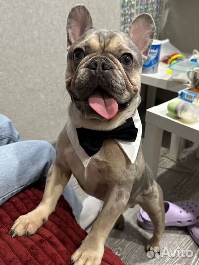 Французкий бульдог (кобель) вязка