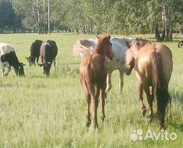 Кобылы с жеребенком