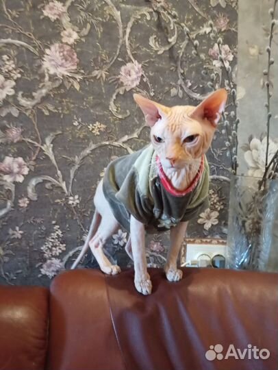 Донской сфинкс вязка