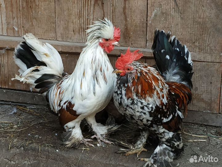 Инкубационные яйца Ухейилюй, Бентамки и Цыплята