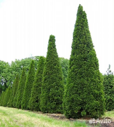 Туя западная