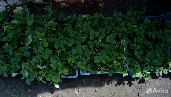 Саженцы клубники