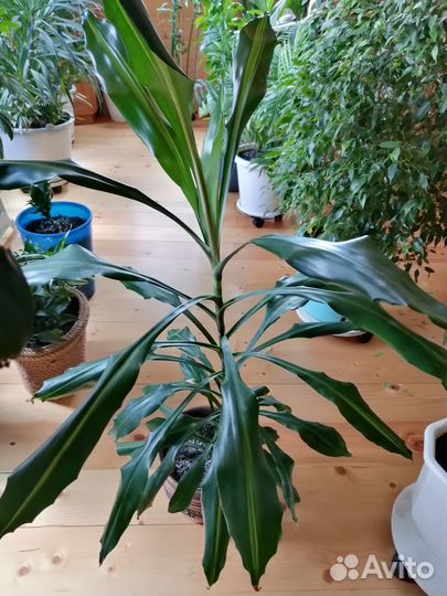 Цветы комнатные