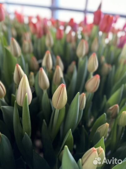 Тюльпаны к 8 марта оптом