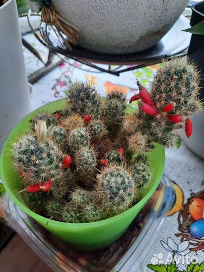 Кактус маммиллярия Пролифера