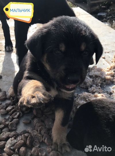 Щенки в добрые руки бесплатно