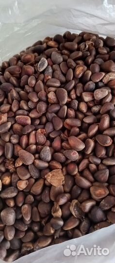 Кедровый орех