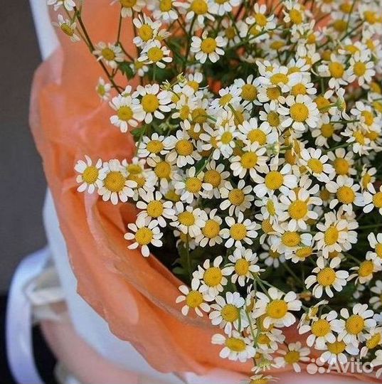 Цветы ромашки. Букеты ромашек. Цветы доставка