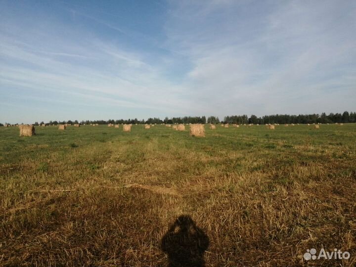 Сено в рулонах