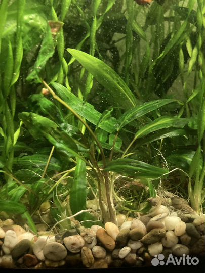 Аквариумные растения.Валиснерия, криптокарина