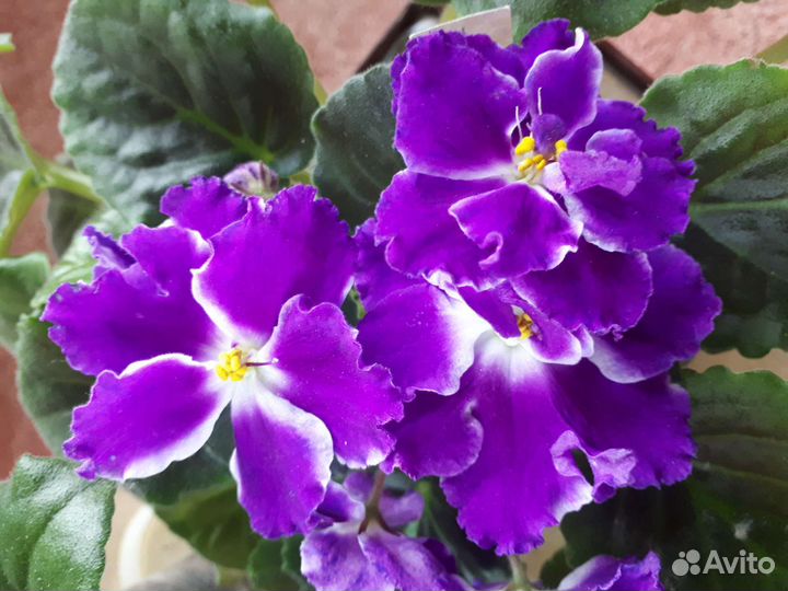 Фиалки список сортов