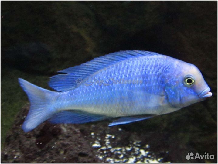 Цихлида дельфин