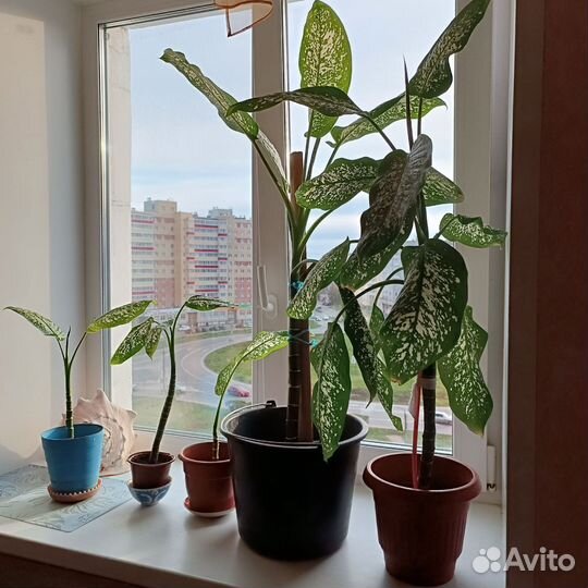 Комнатные цветы