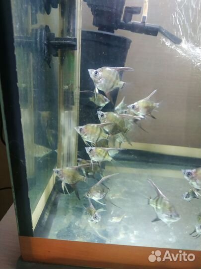 Артемия цисты