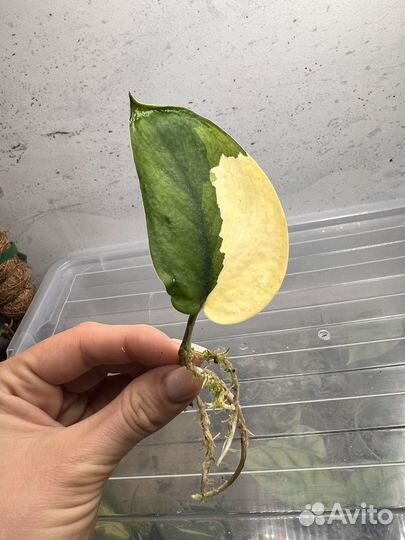 Сциндапсус жаде сатин вариегатный