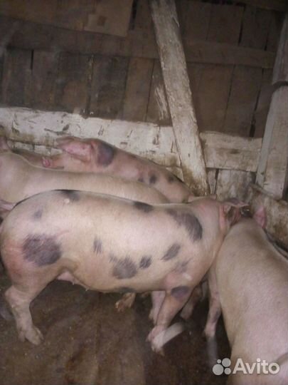 Свиньи 5-6мес