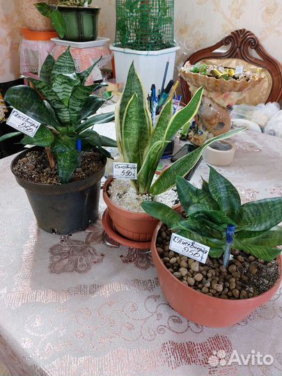 Сансевиерия,фикус,плющелистная герань