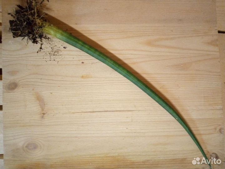 Сансевиерия цилиндрика