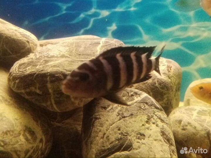 Малавийские цихлиды рыбы