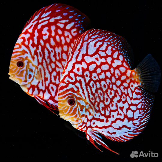 Дискус Пиджен Красный (арт 3214)