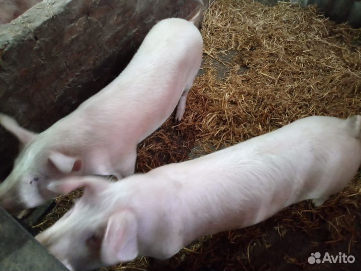 Хряк матка поросята