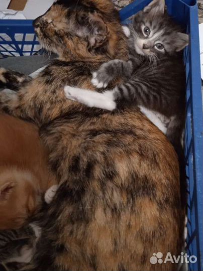 Кошка в дар бесплатно
