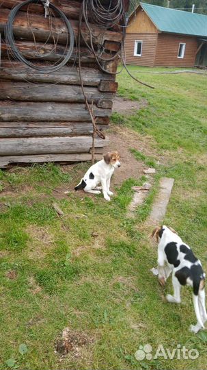 Щенки охотничьей русской пегой гончей