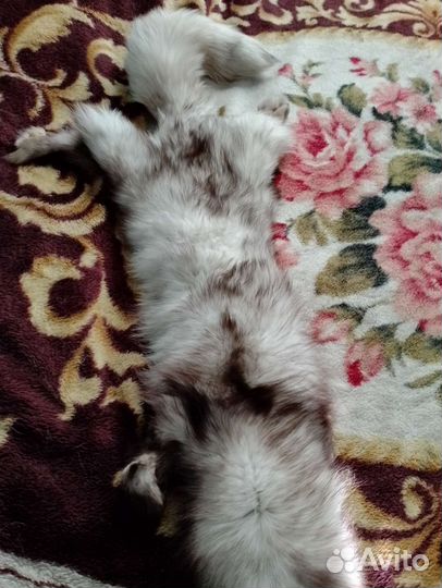 Шкура песца, лисы