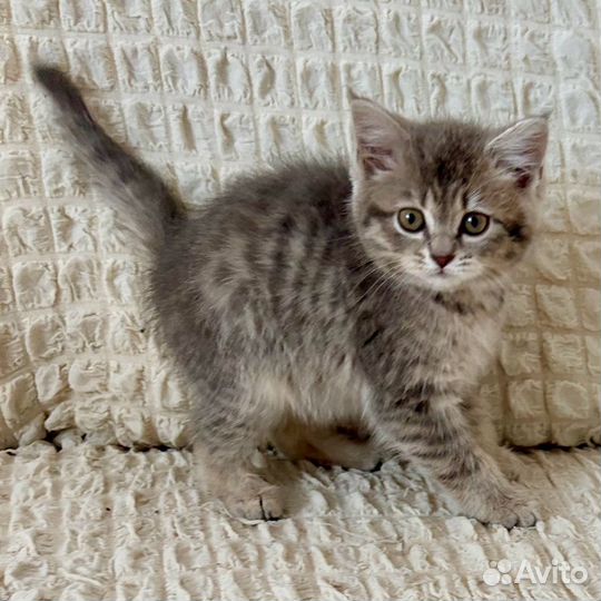 Котёнок Гиацинт в добрые руки