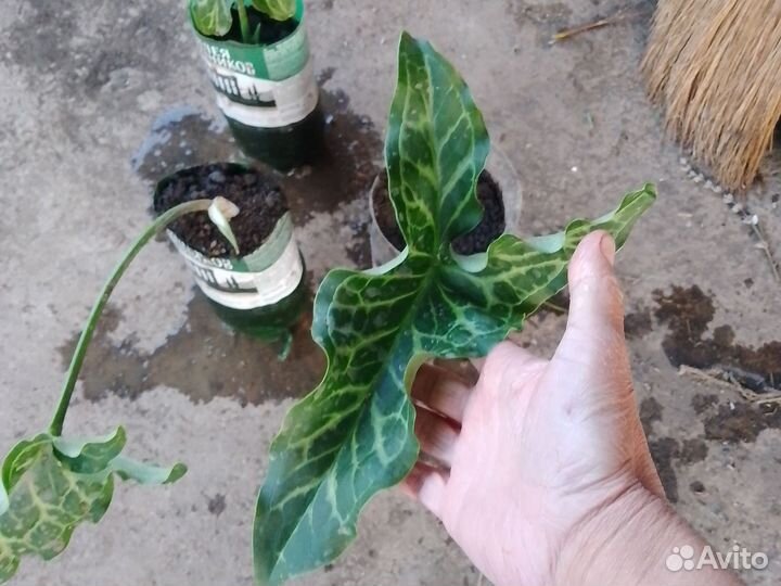 Аронник итальянский Драконова Лилия