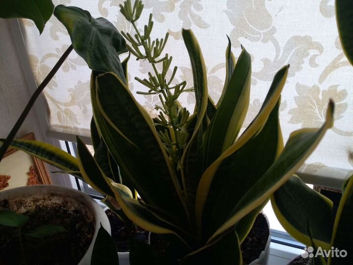 Сансевиерия цветёт и хамаломена