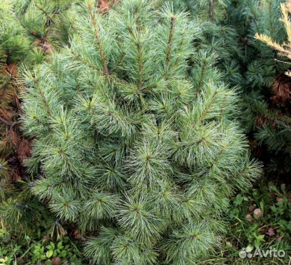 Кедр корейский саженцы