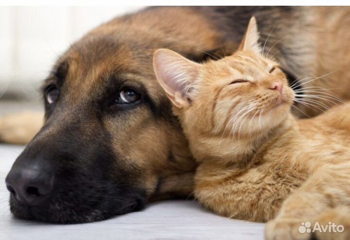 Передержка кошек,собак