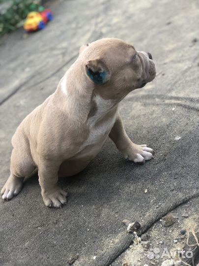 Американский булли девочка