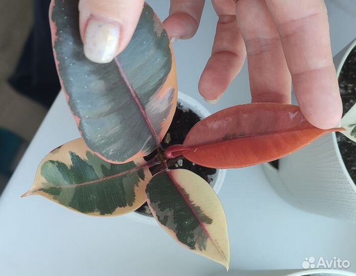 Фикус эластика белиз