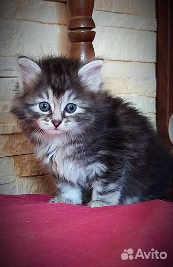 Котята Курильский бобтейл