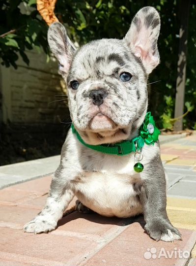 Французский бульдог голубой мрамор